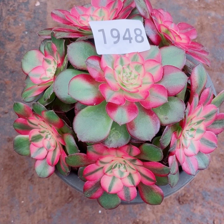 红荔枝特价多肉发货