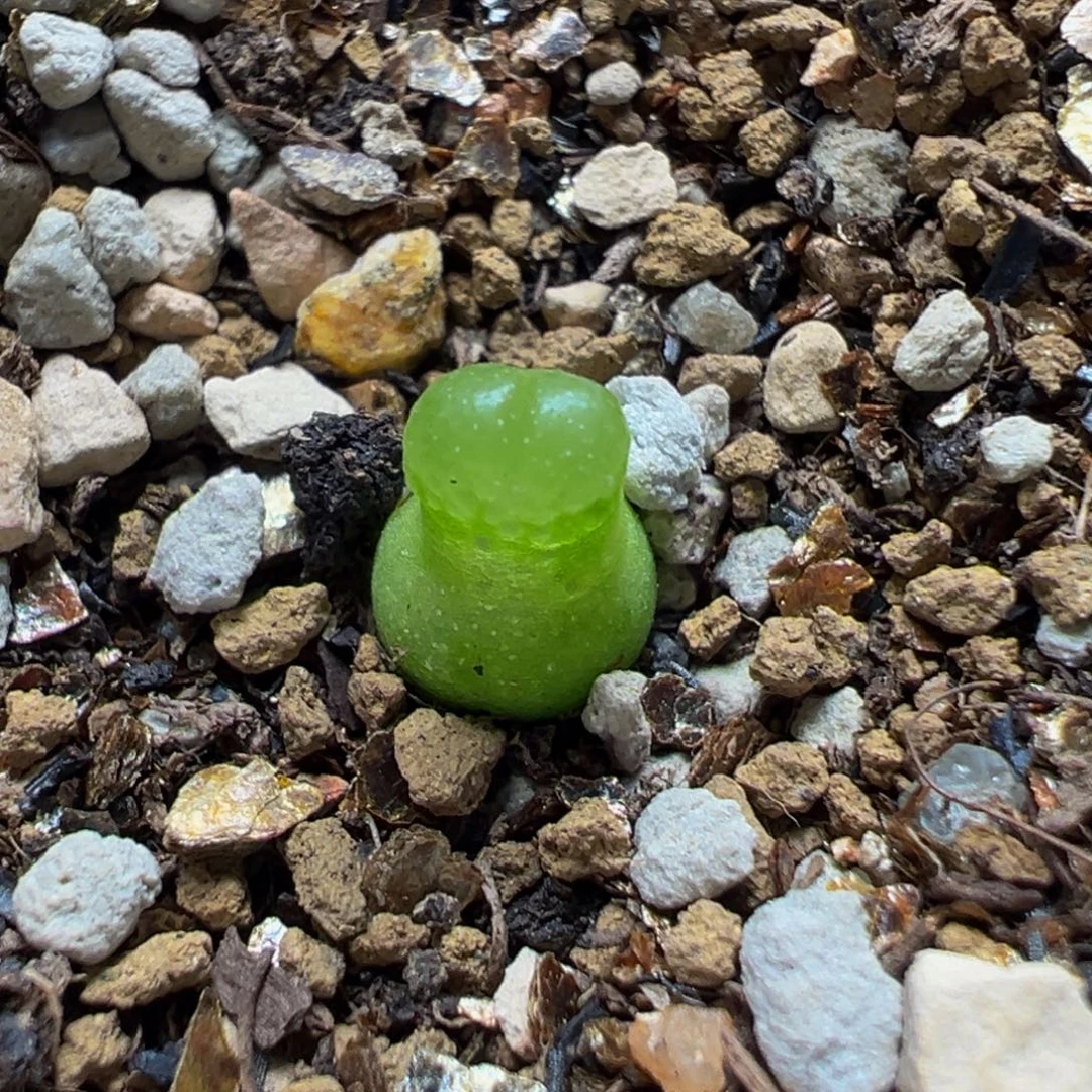 小葫芦多肉植物带盆