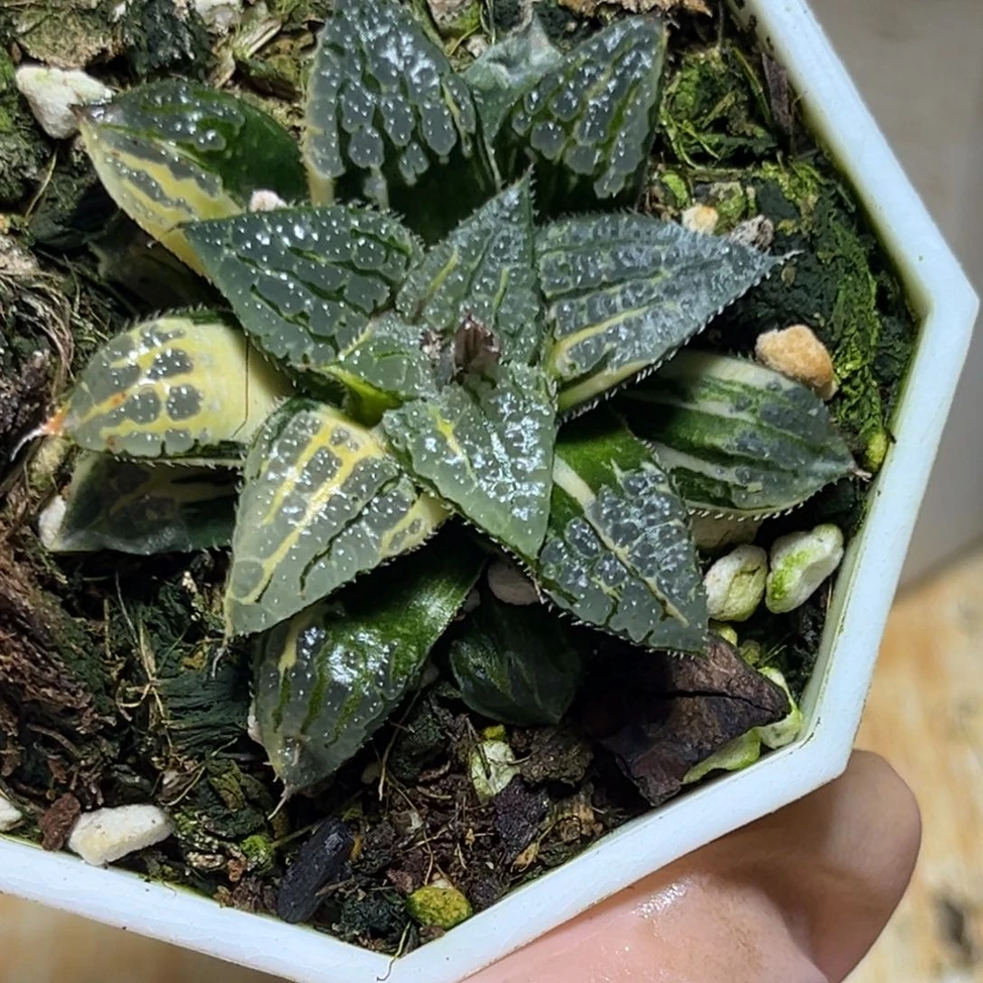 恭喜发财大吉大利990