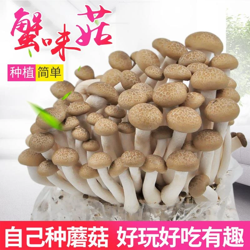 海鲜菇蟹味菇菌包蘑菇菌包菌种盆栽食用菌蘑菇种植菌包菌棒