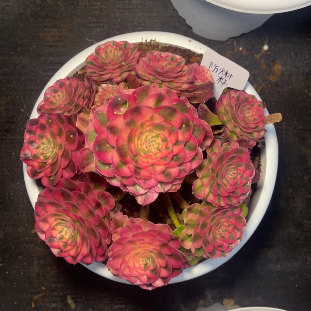 建****料荔枝，一物一拍，发货