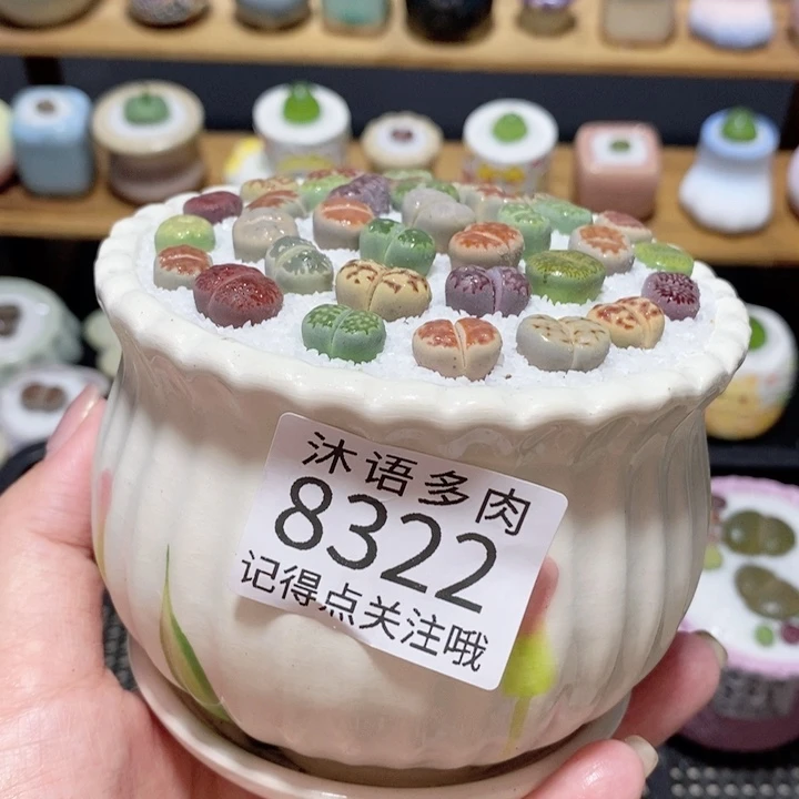 带盆土植物 精美盆栽 8322