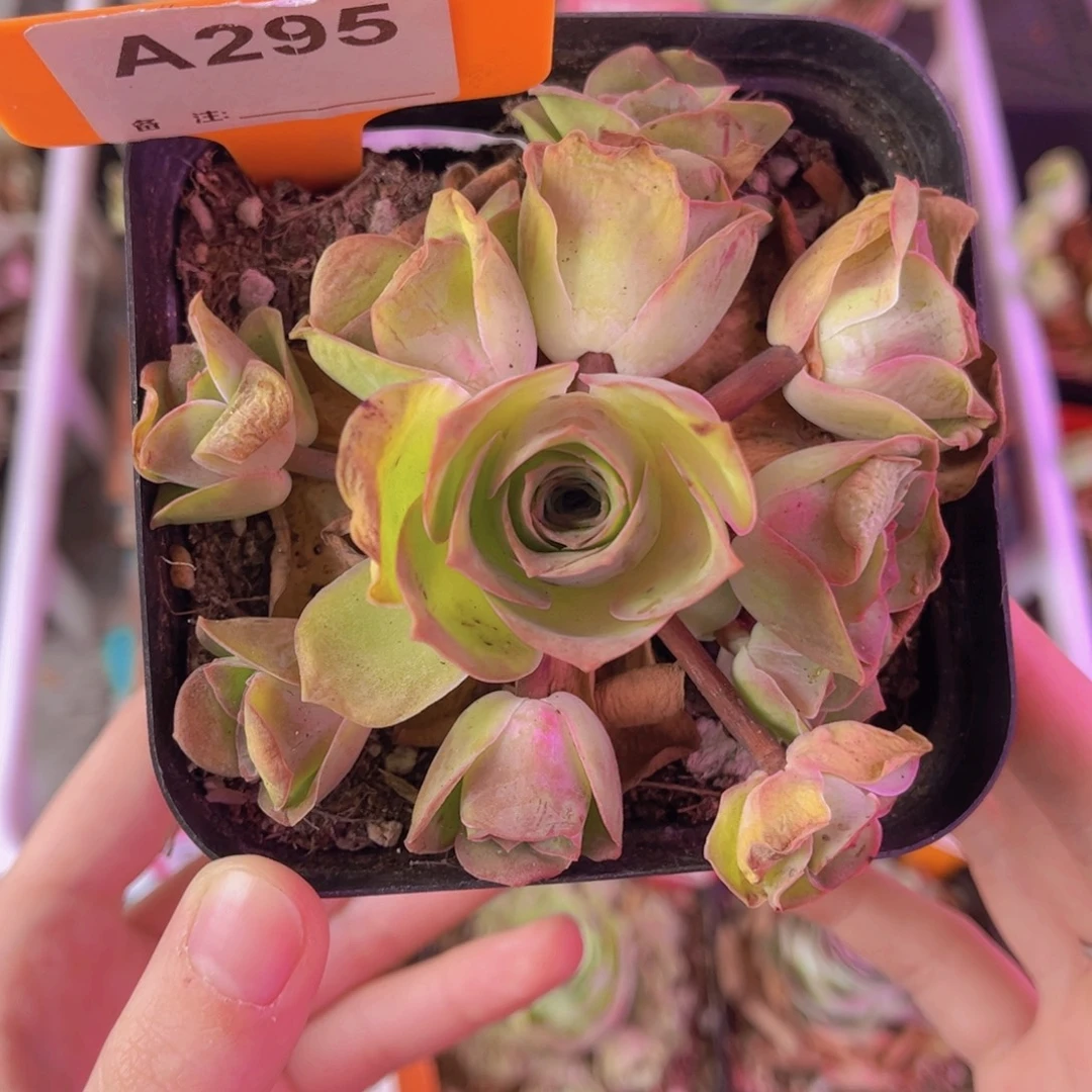 单品一物一拍295号
