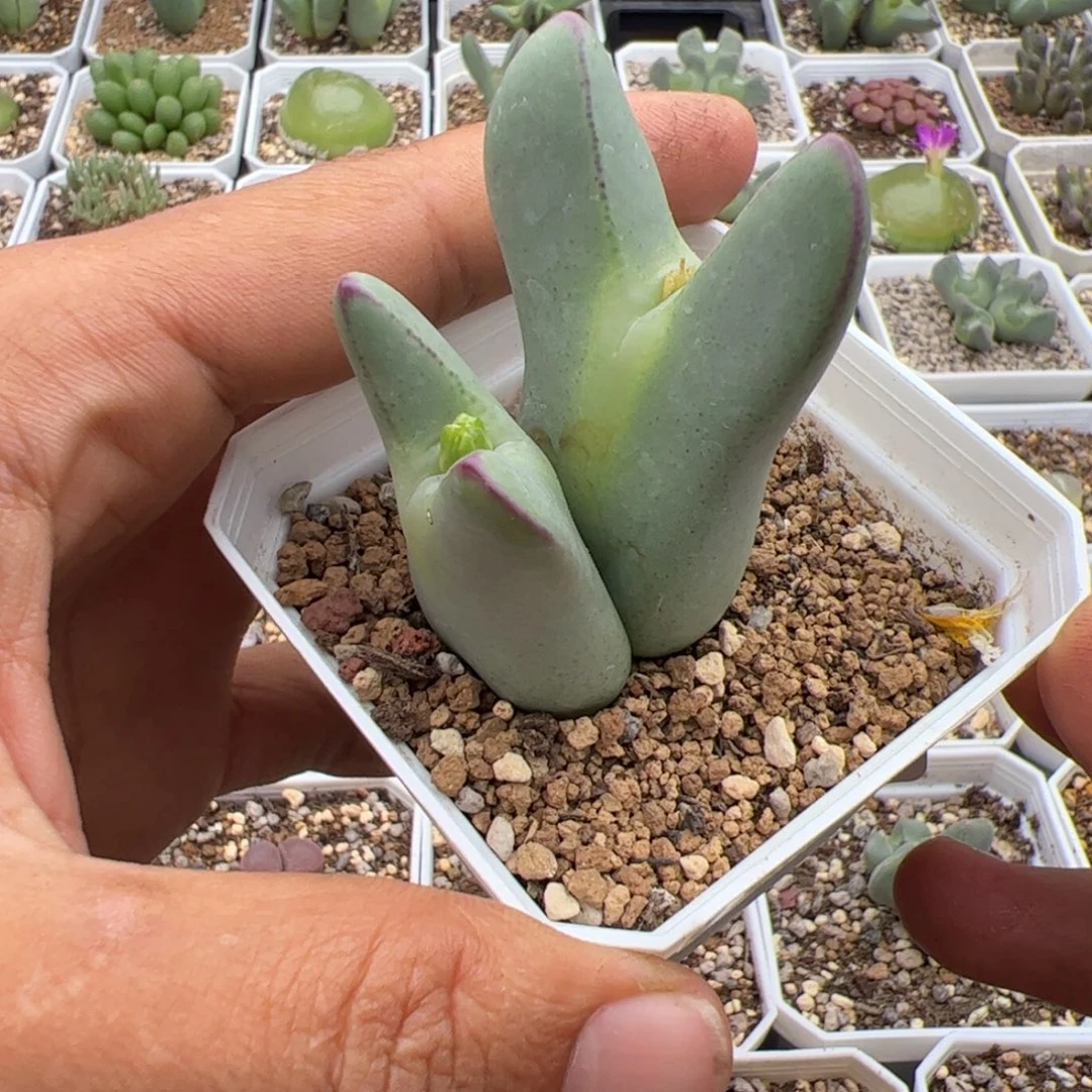 *****9.30百花皮卡多肉植物额127