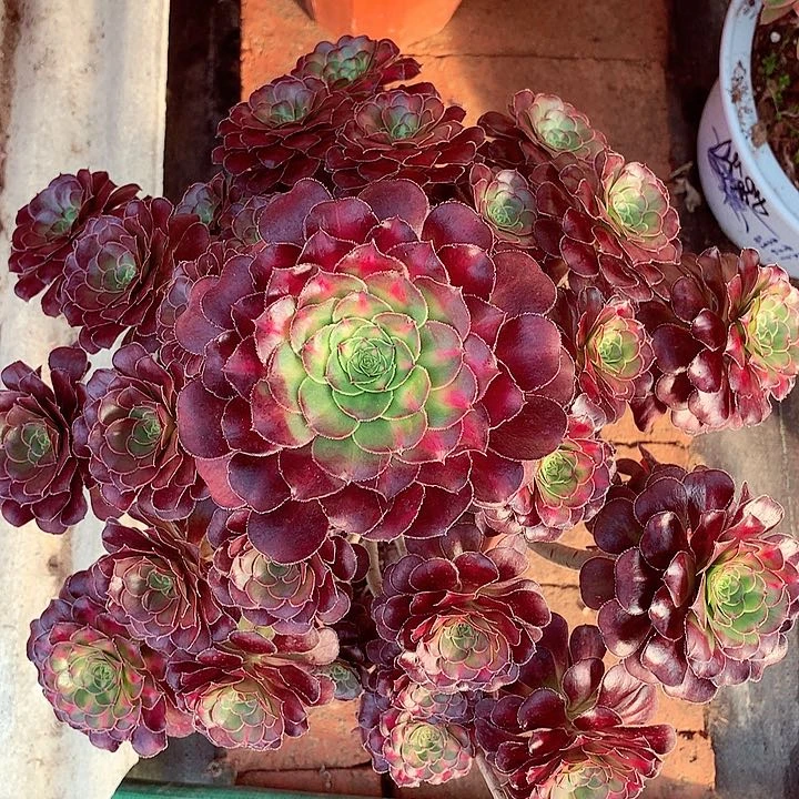 晚霞的，多肉植物