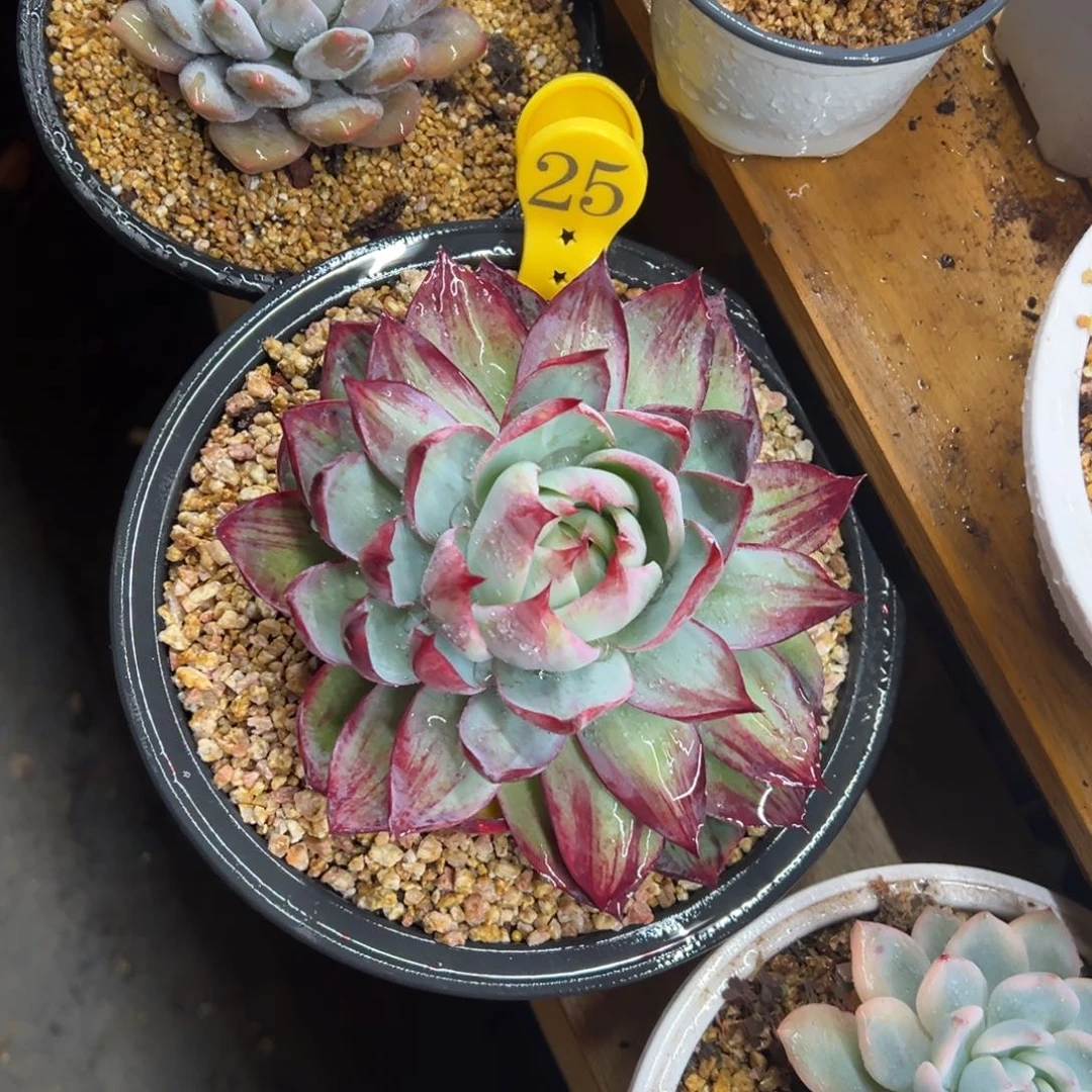 25惊鸿仙子 14公分