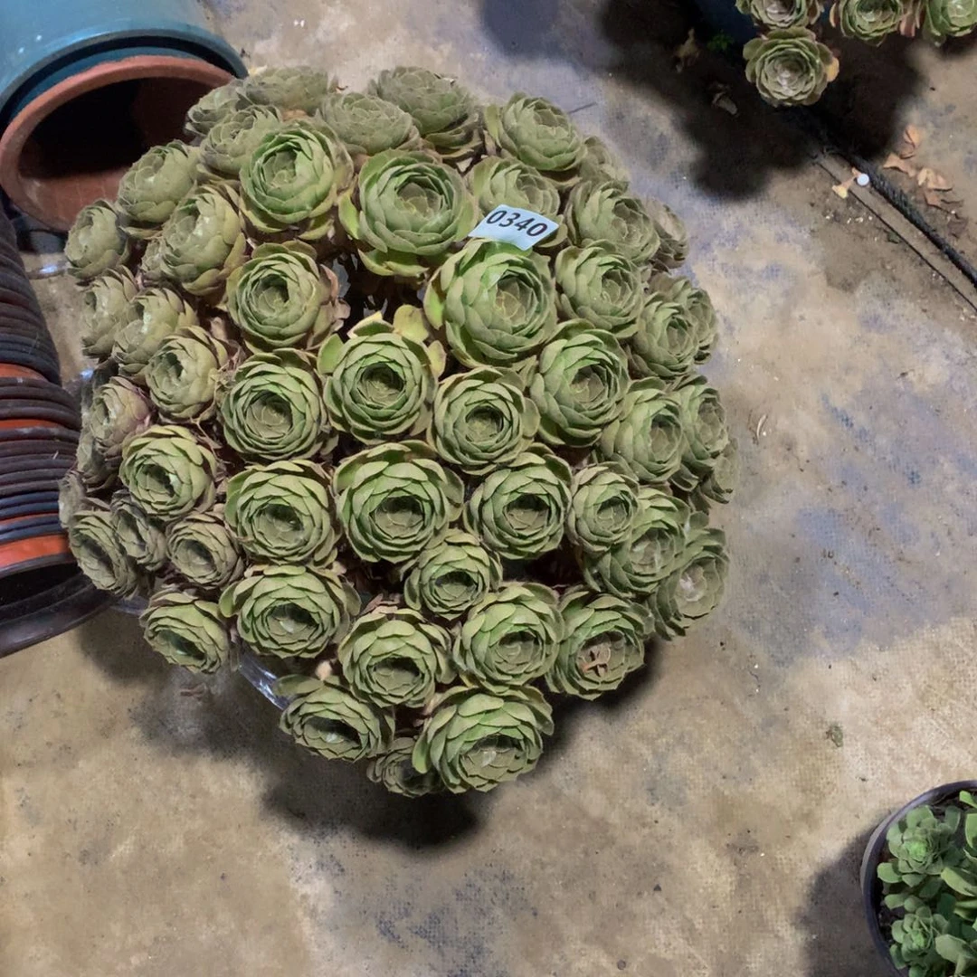 吱***胖多肉万圣节340.000