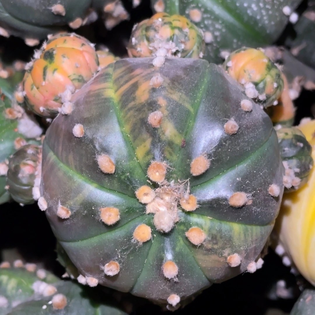 全部花朵花斑兜锦群体 仙人球