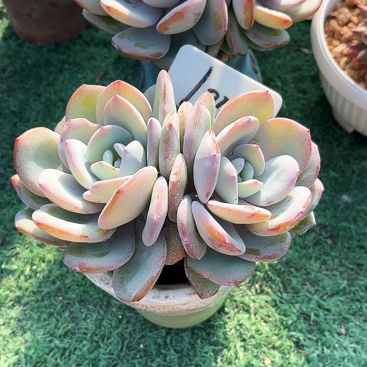 奶茶100号码牌子的话题