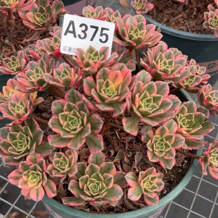 375甜茶20厘米左右