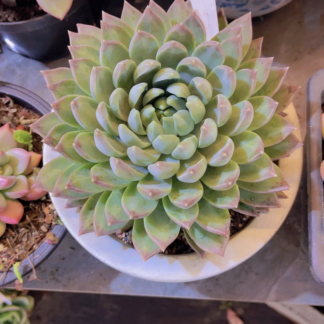 .***.00000000000000427