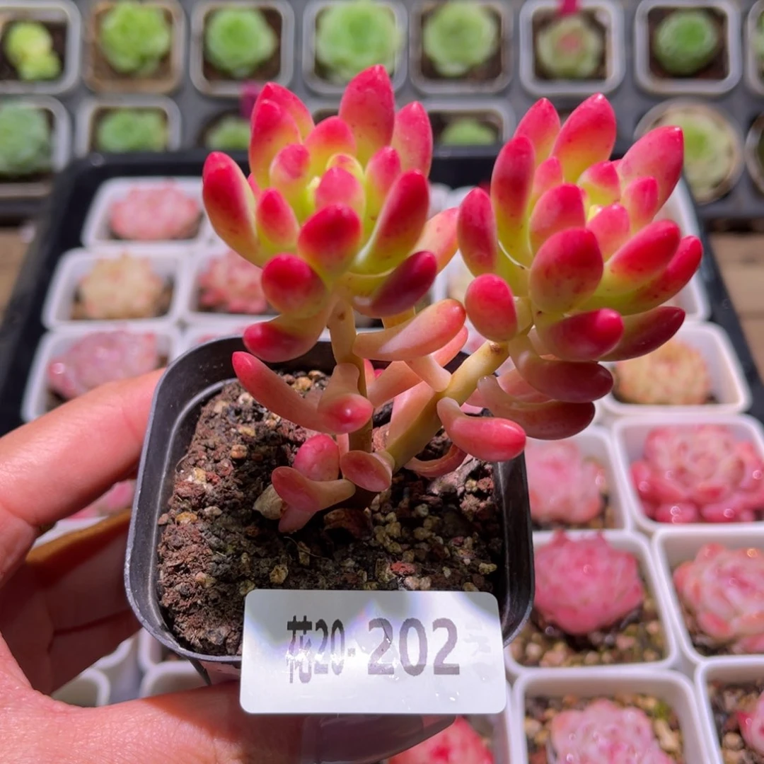 花利美20-202青松缀化