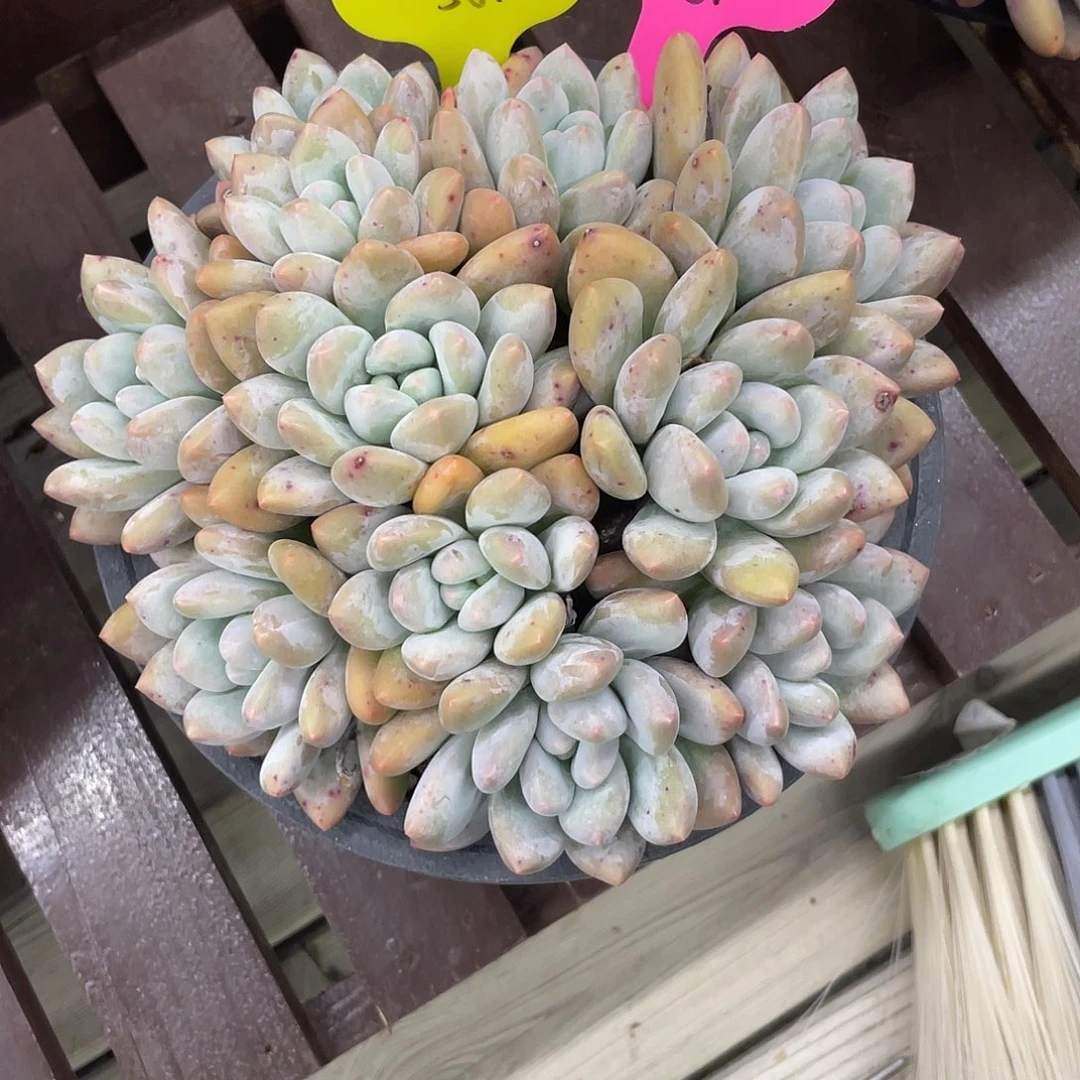 ****j阿黎寄养代售，香水一盆58元