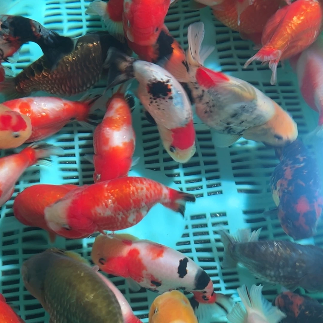 金鱼潘氏金鱼商品兰寿