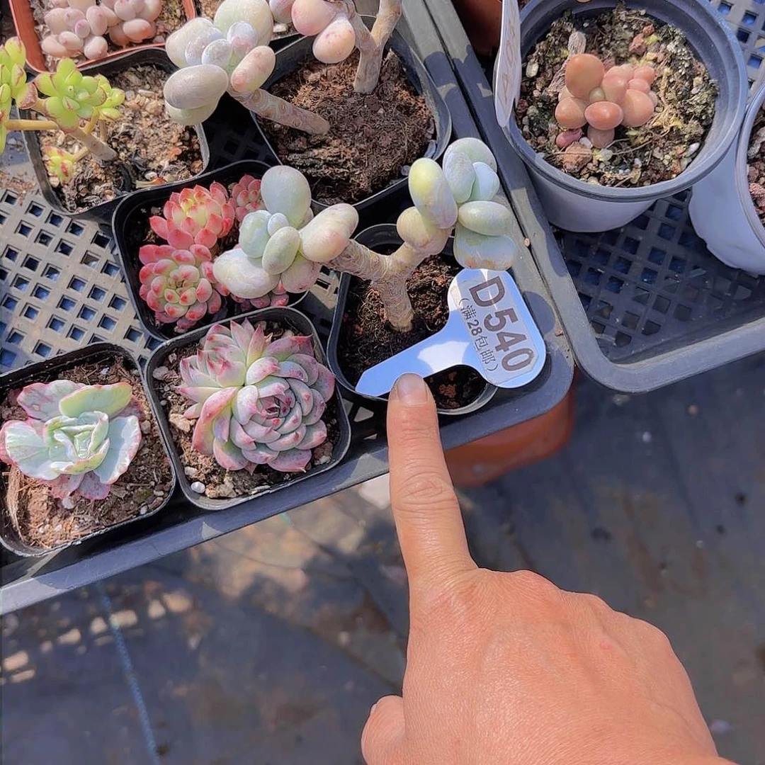 D540油煎丸子一物一拍