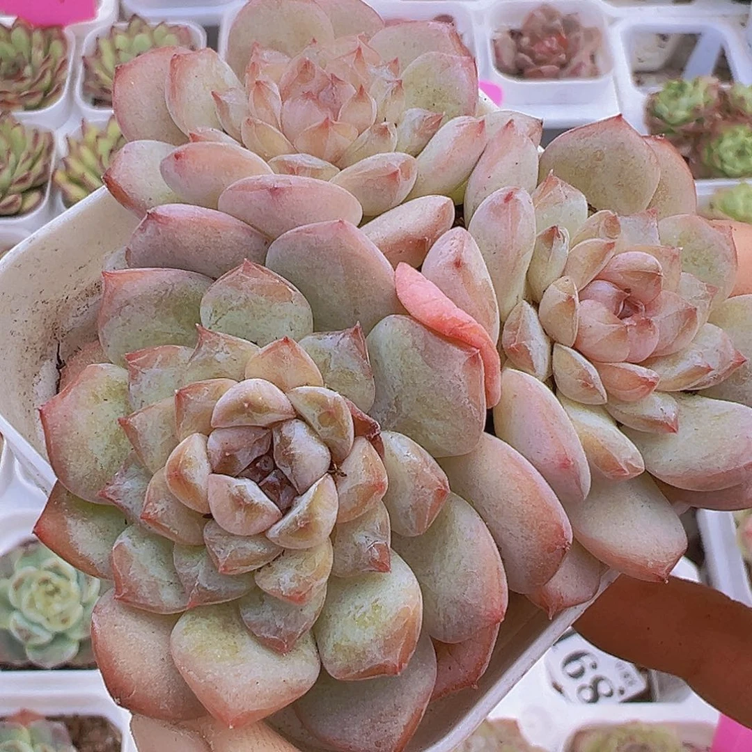 冰葡萄群19包邮多肉植物
