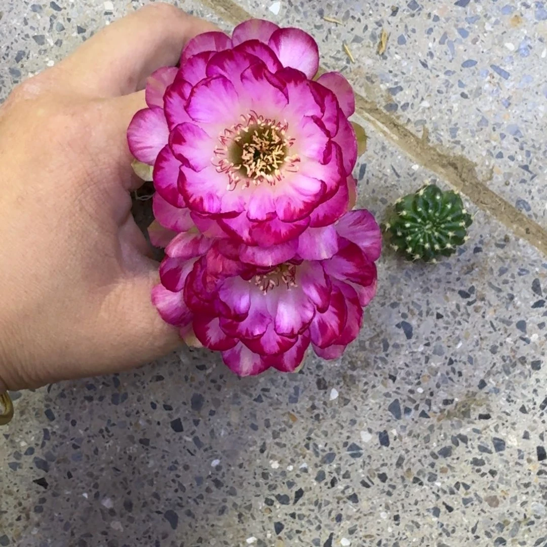 250丽美10歪无根侧牙3公分左右，