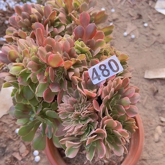 一***燊多肉植物一个香非有伤