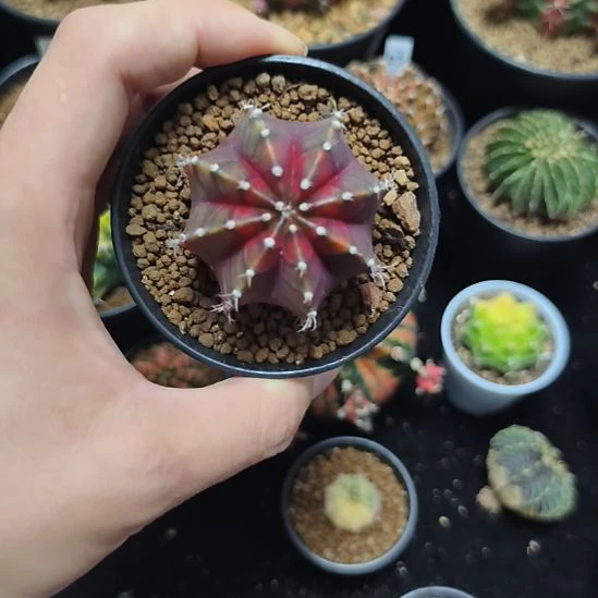 红宝石侧芽自根带盆土发货