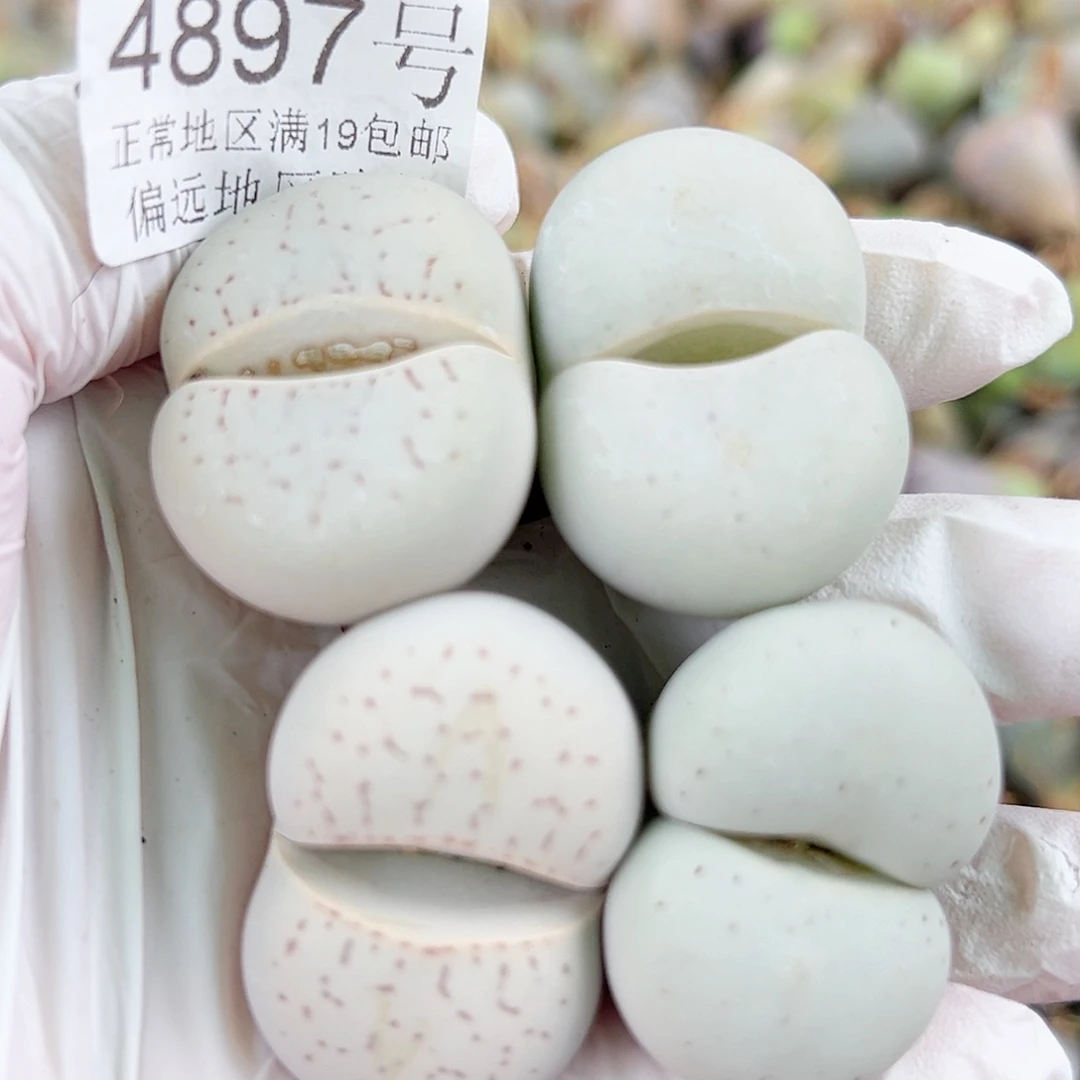 4897五年超极大白4个3-3.5cm侧面老疤特价出