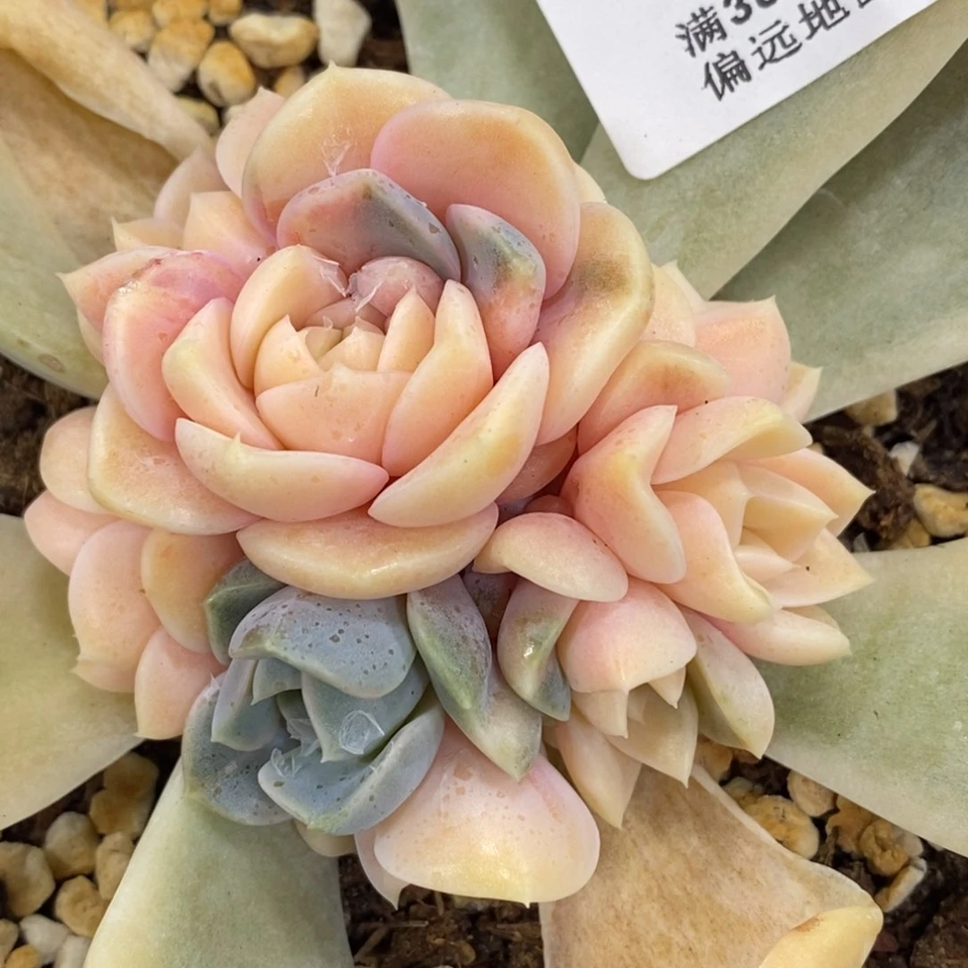 620汉堡锦大底座花脸