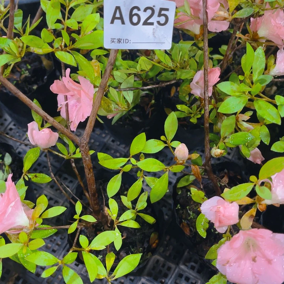 直播时间一直一直