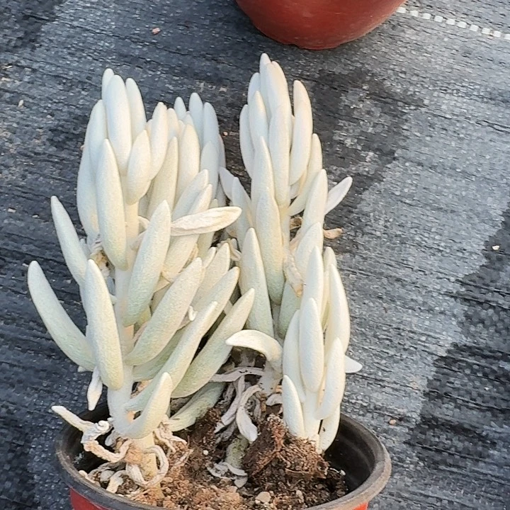 老***人多肉植物满20包邮