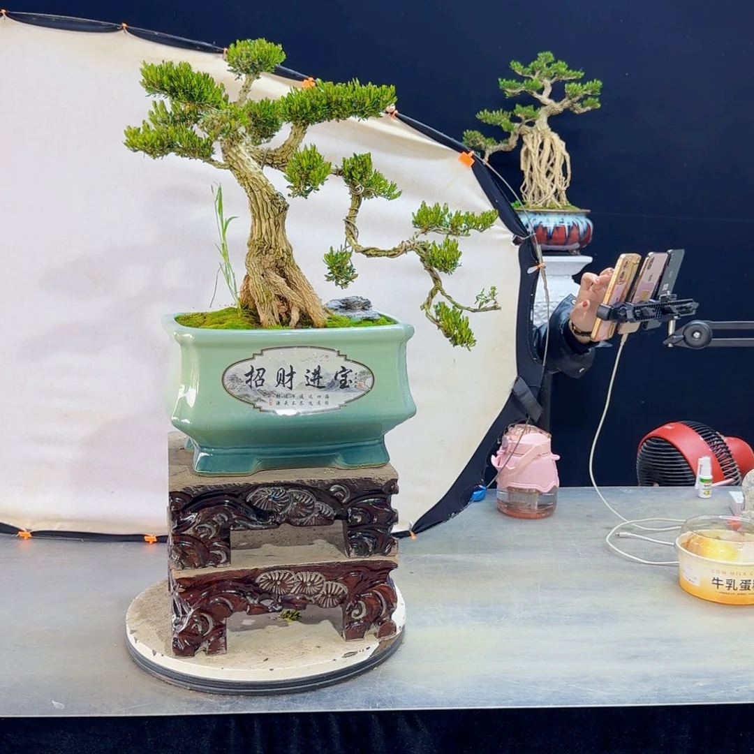 高端盆景艺术作品