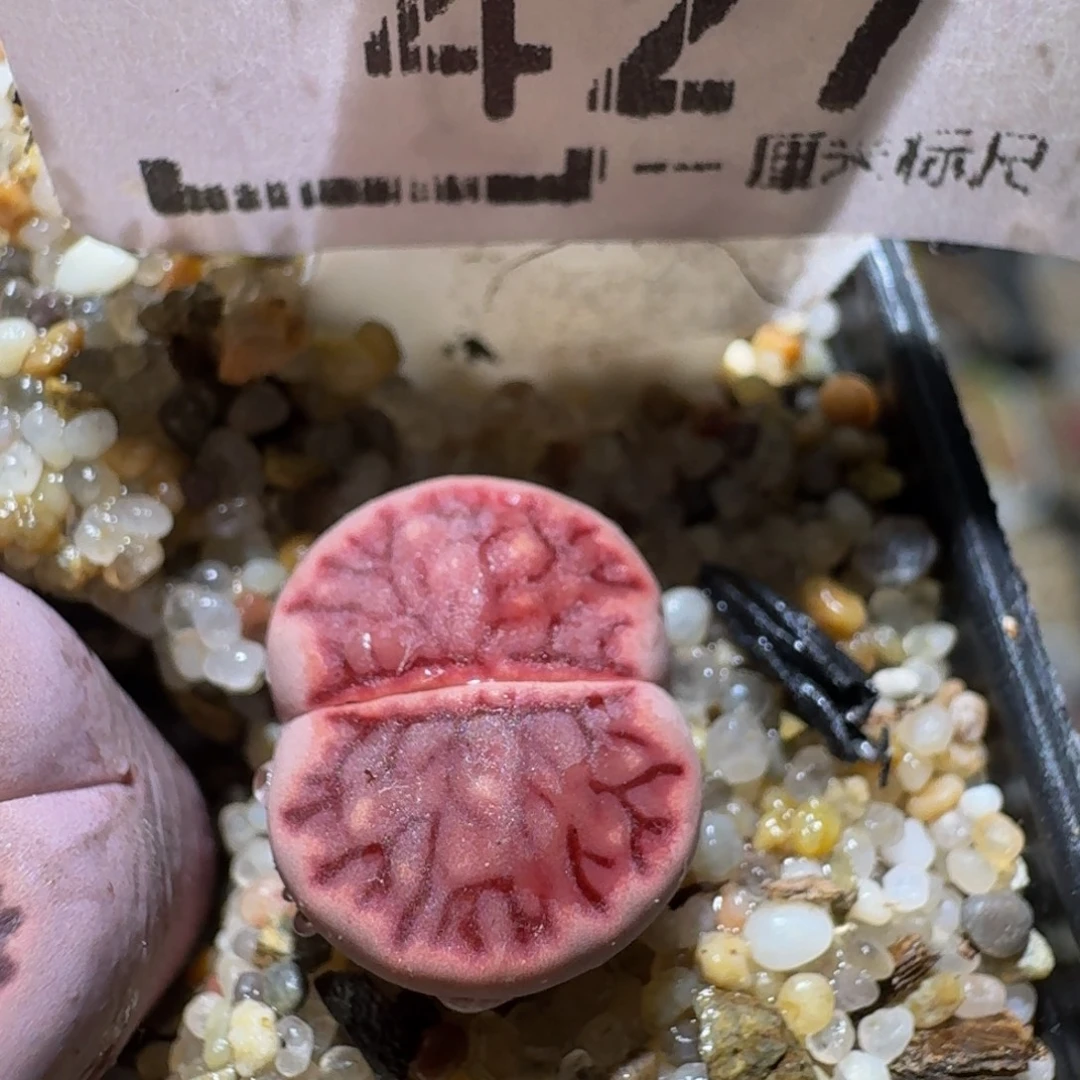 Ssss精品生石花427紫菊