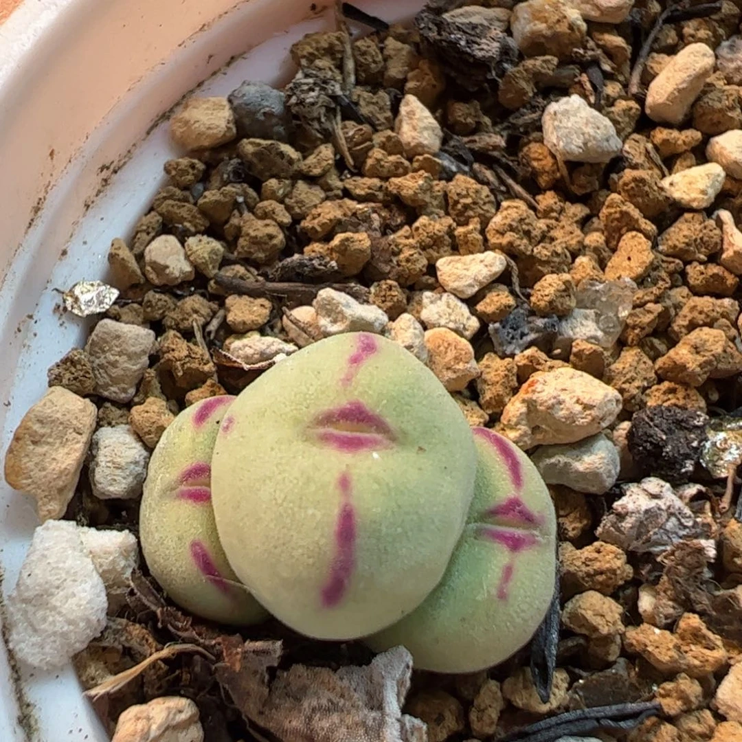 652多肉植物百科