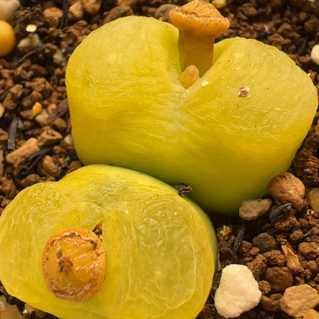 3厘米黄金毛多肉植物百科