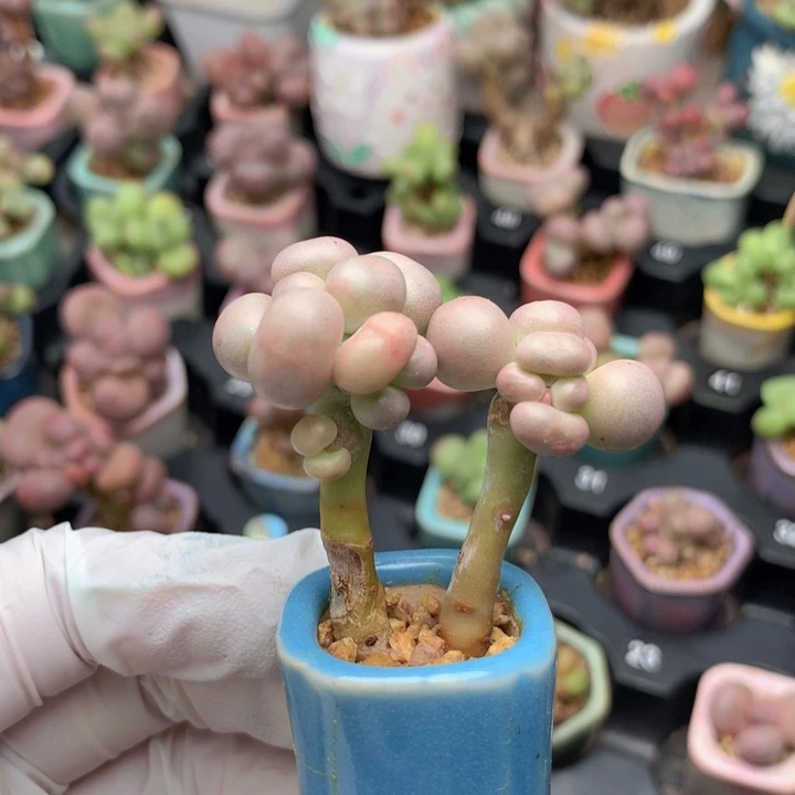 亚美奶酪 双木质杆 造型可爱