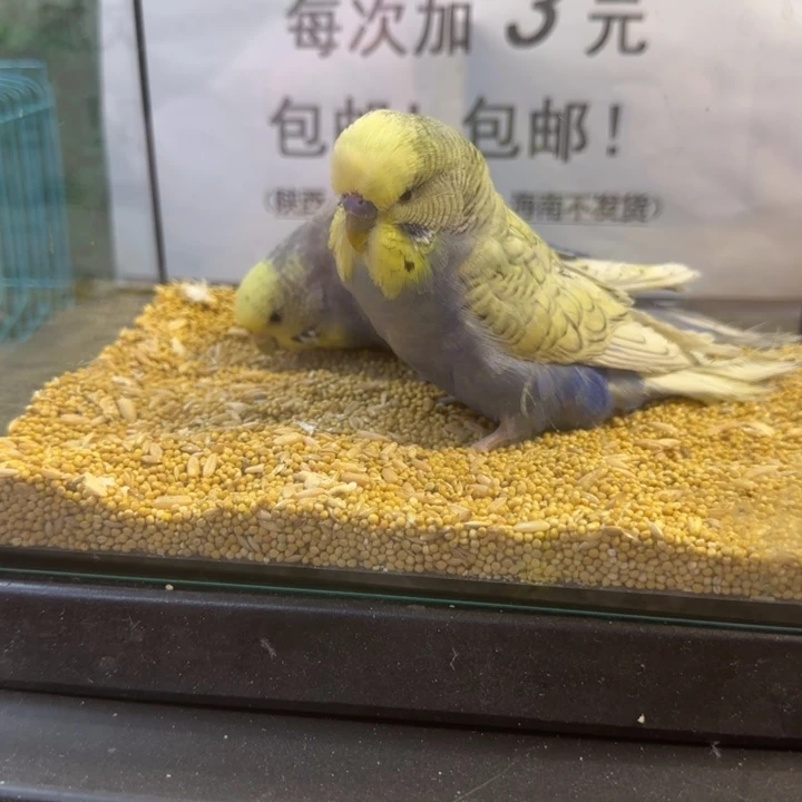 虎皮鹦鹉大头虎皮鹦鹉