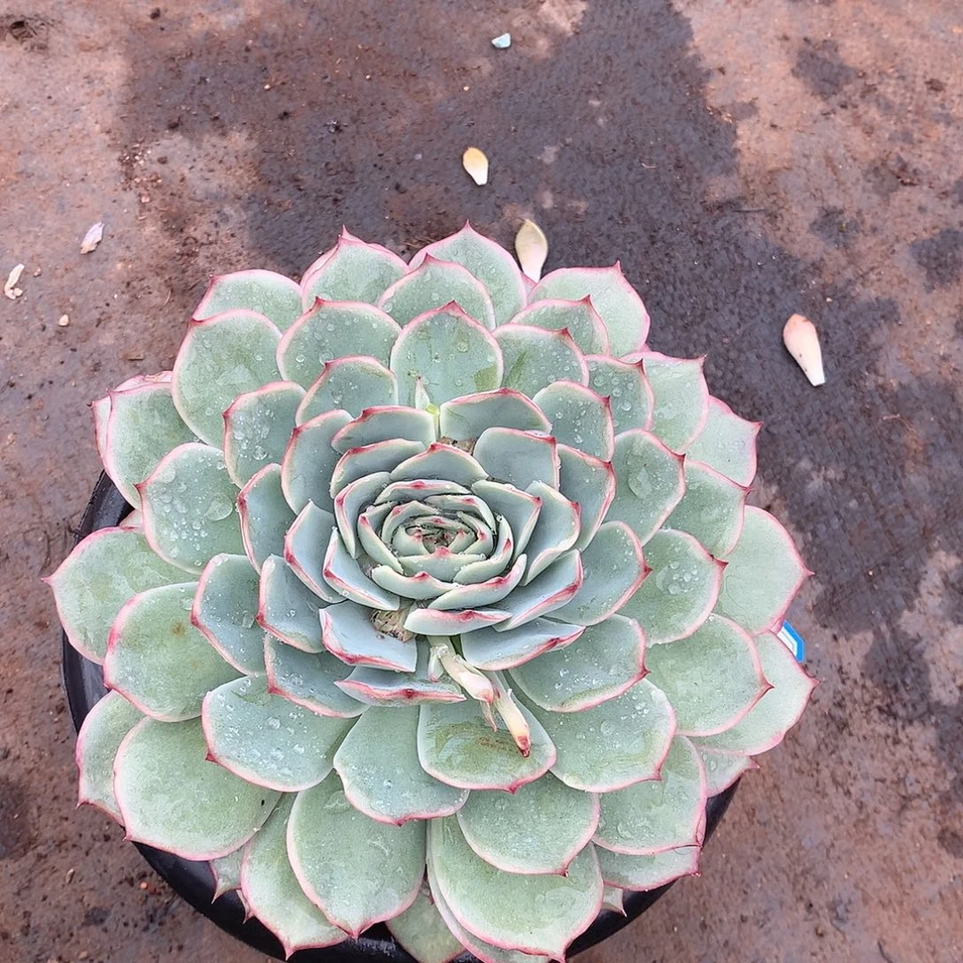 584粉提 一物一拍多肉