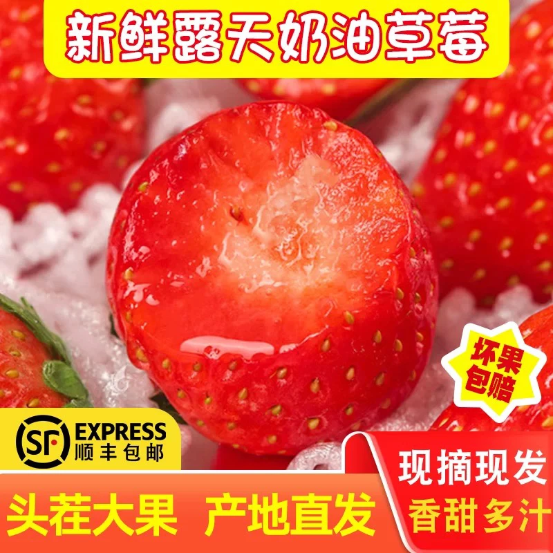 F【顺丰包邮】四川大凉山露天草莓新鲜现采现摘奶油孕妇水果非丹东