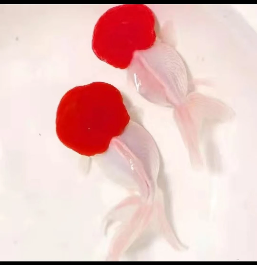 精品百褶泰师兰寿冷水鱼