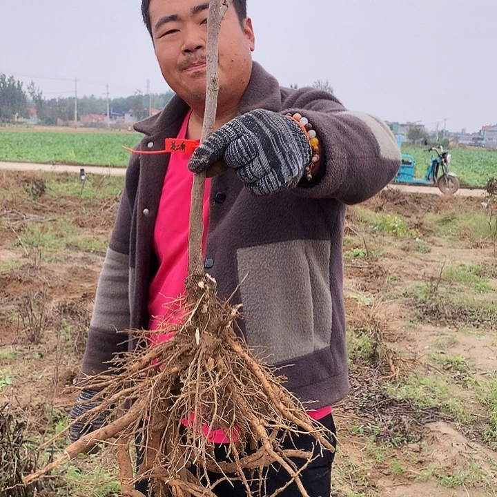 当前无花朵，栽培后可花朵花二乔75