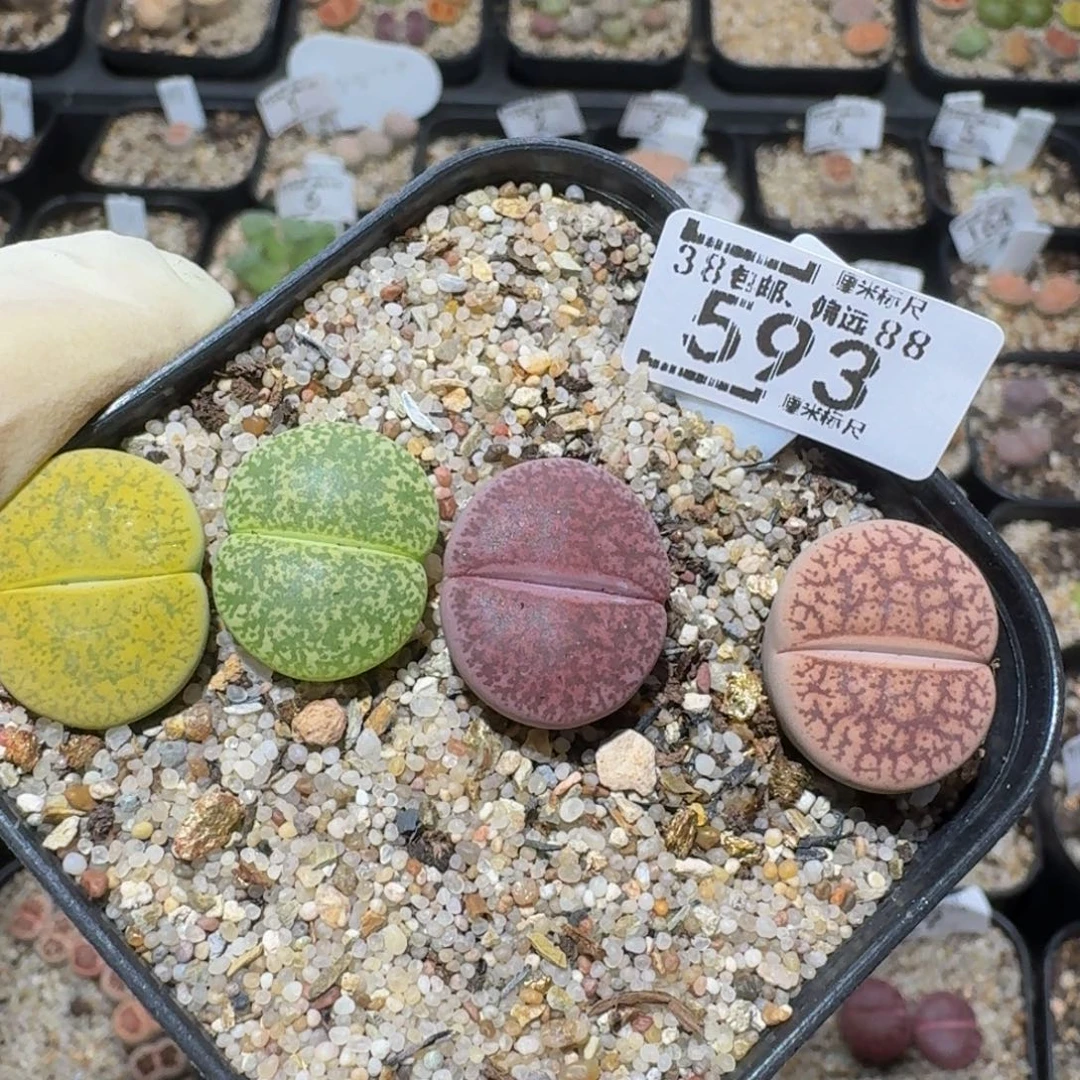 zzzzz精品生石花593