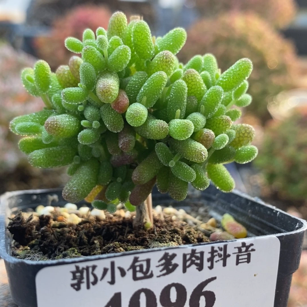 皮***粥金橘糖球4096枝干番杏