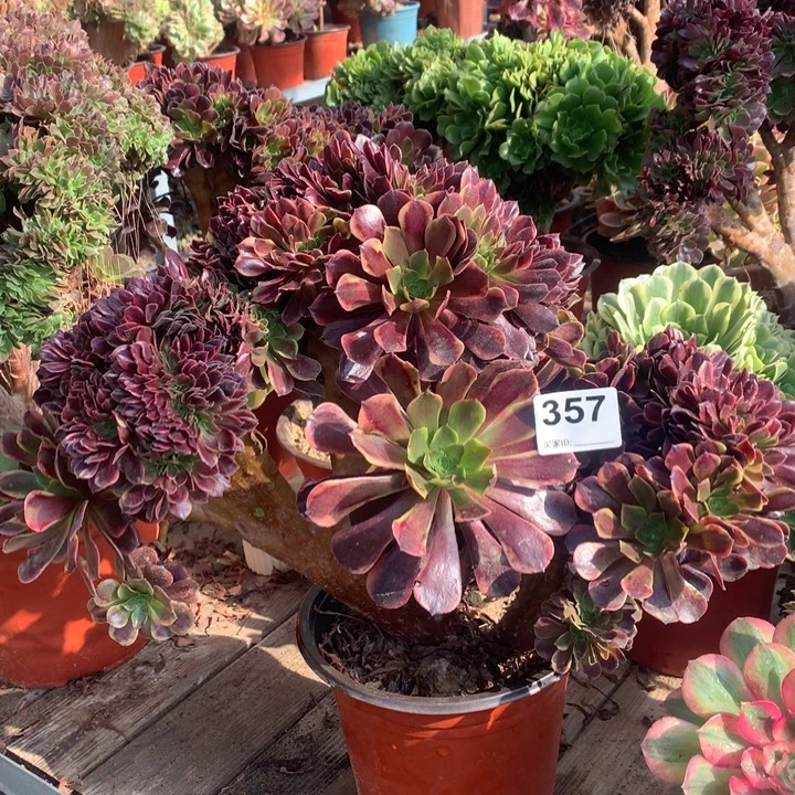 357欧嘉莉缀多肉法师