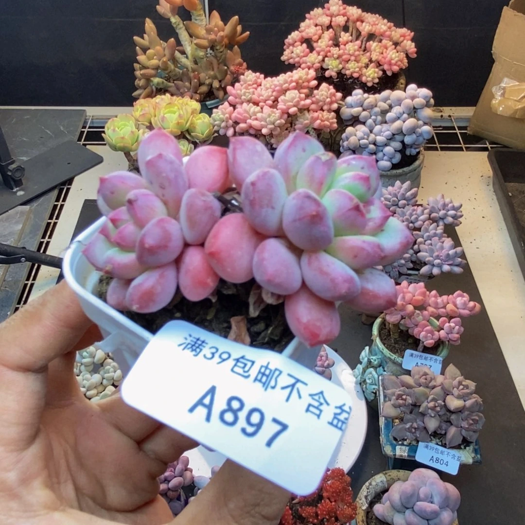 897丽芙美人多肉5c m