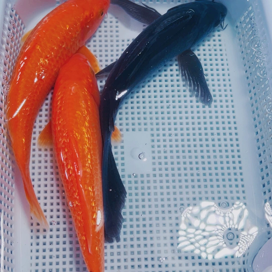 锦鲤15-17 2闪火1黑冷水锦鲤观赏鱼
