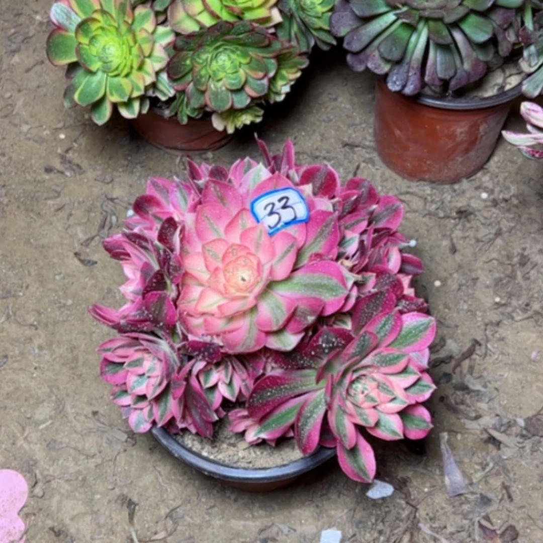 【闪购商品】悠**院多肉植物粉女巫33