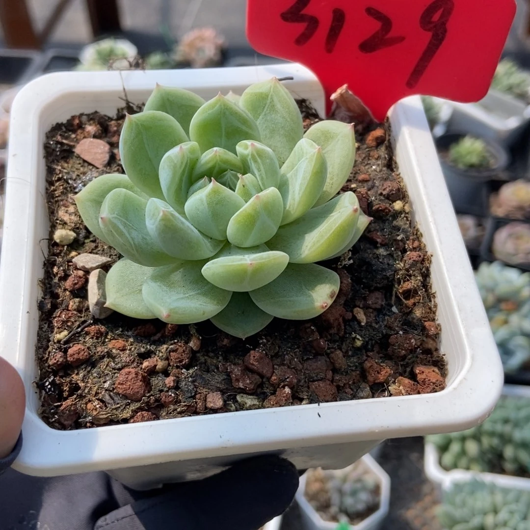 3129雪花珍妮多肉植物保护