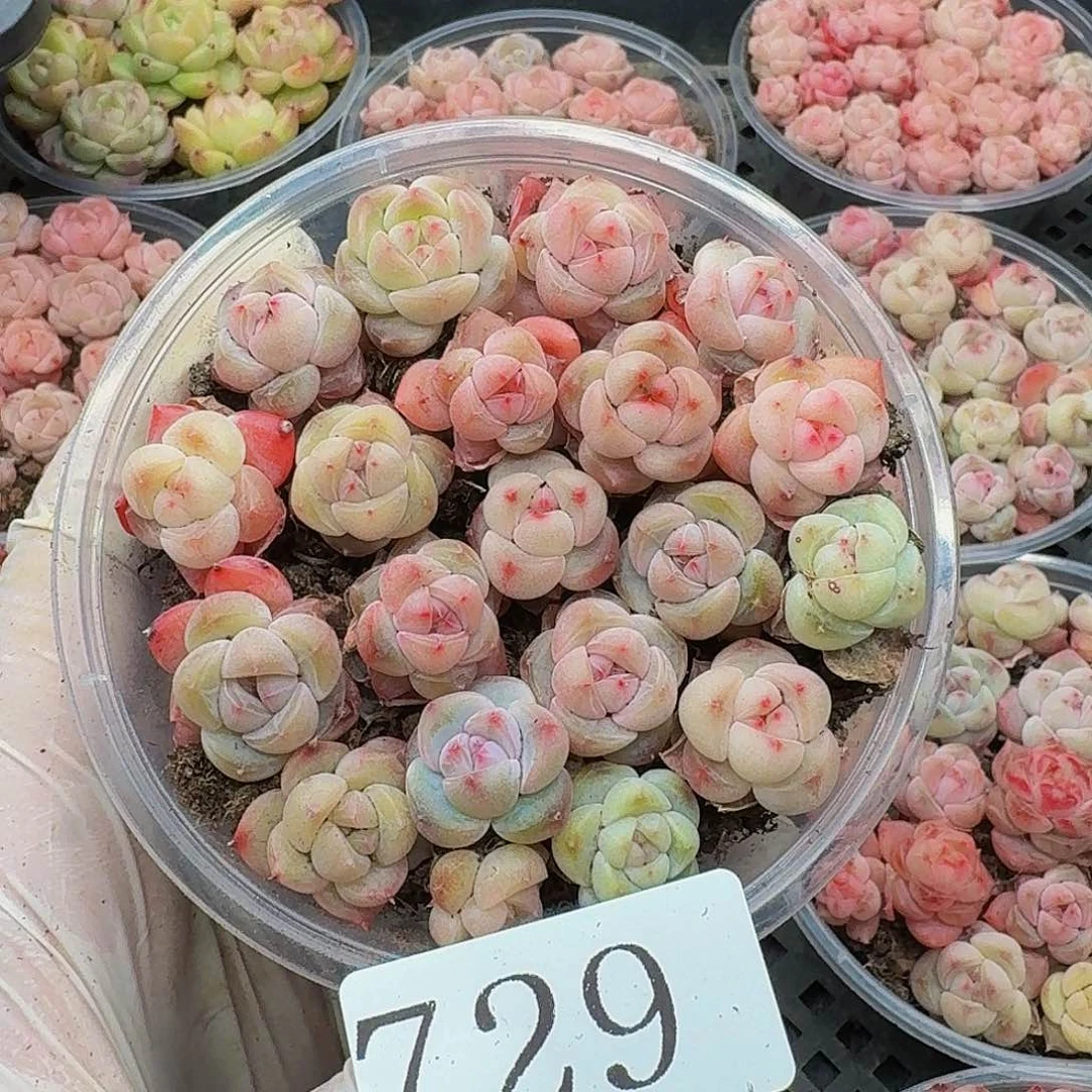 多肉植物多肉植物729