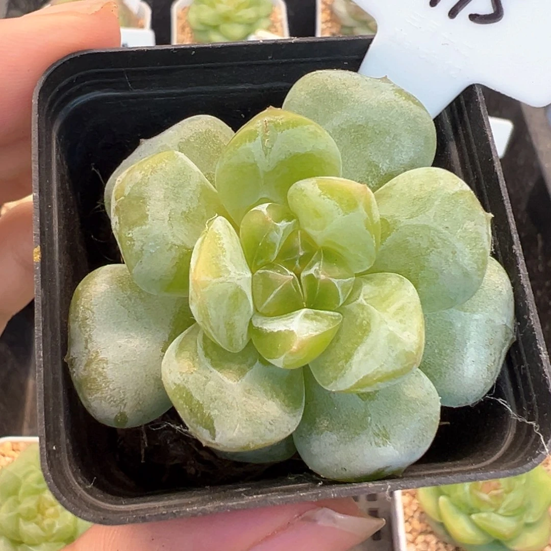 415号啊啊啊啊啊啊啊啊啊