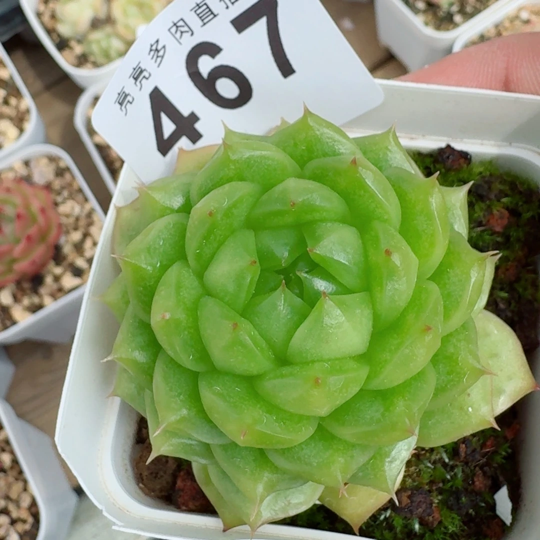 灯泡珍妮            精美多肉植物