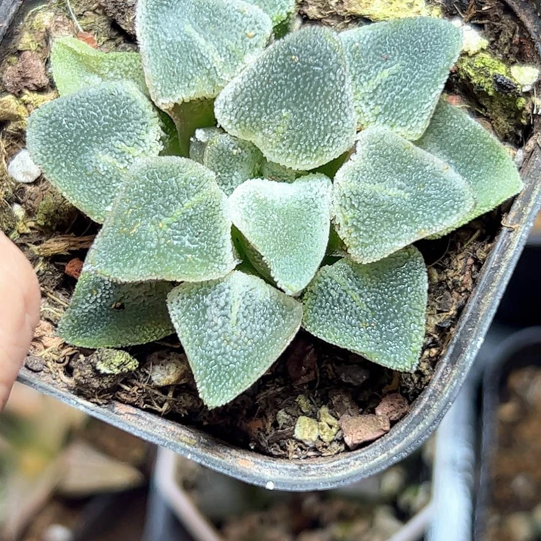 冰钻十二卷多肉植物满