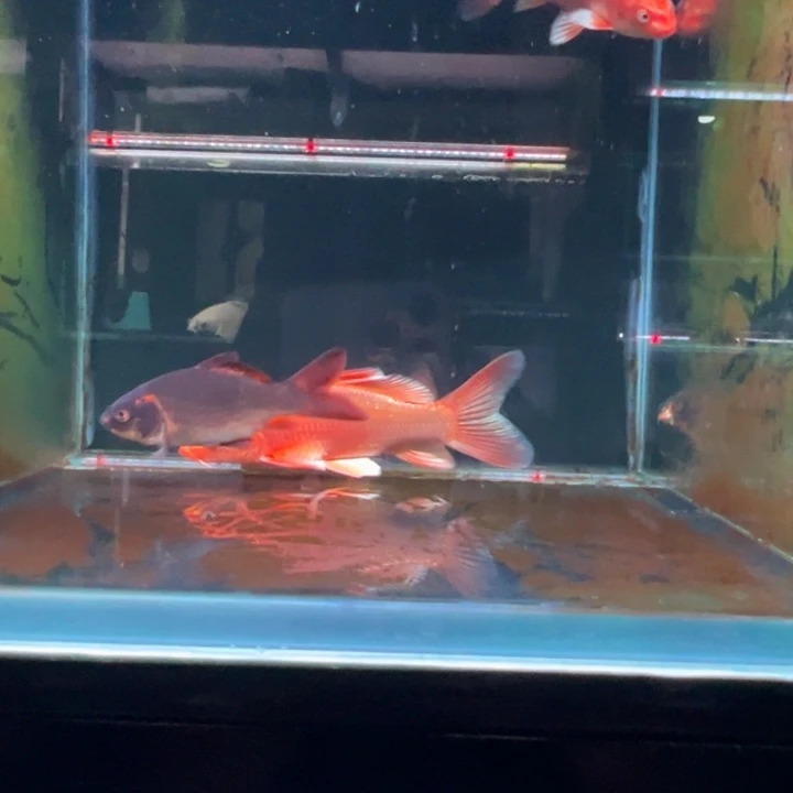 蝴蝶鲤关**方蝴蝶鲤