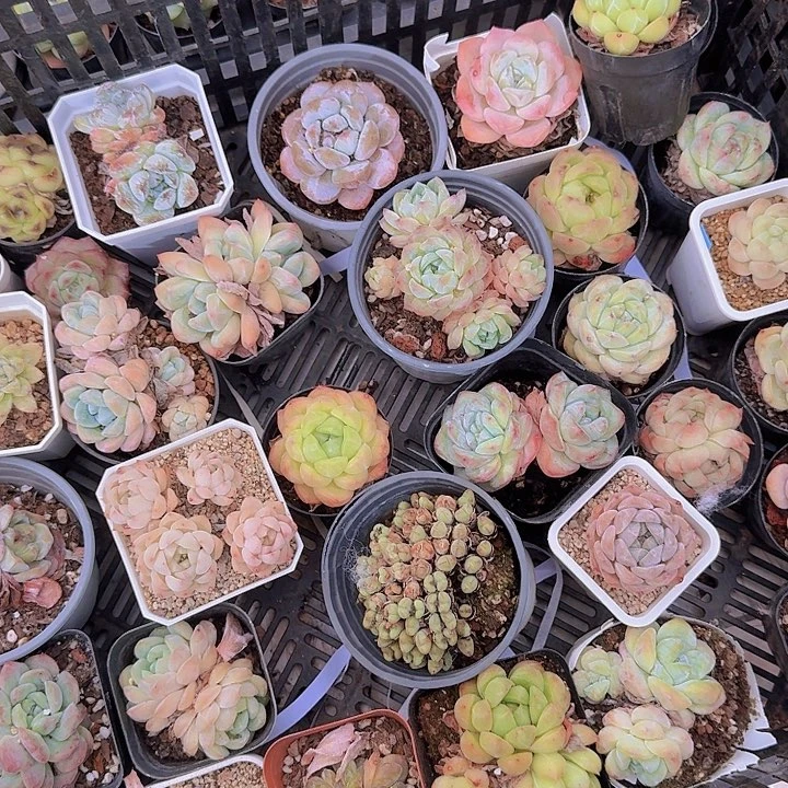 一组5个精致杂交尺寸不大，品种不挑